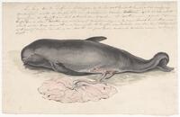 KT 2009 028-370
<br/>
Aangespoelde jonge griend
<br/>
<em>Trigt, Stephanus Hendrik Willem van (1790-1840)</em>